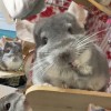 チンチラのための相談部屋🐭