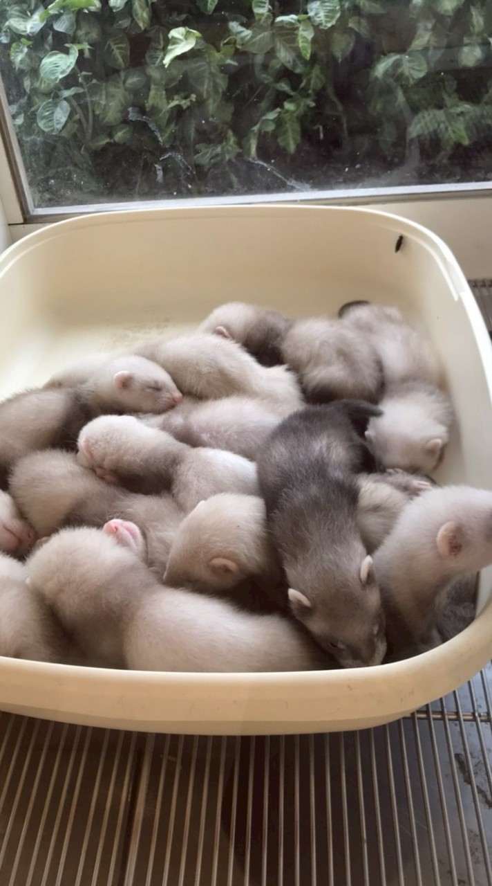 雪貂寶寶集中所