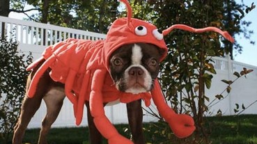 萌遍萬人的狗狗龍蝦裝美味登場！