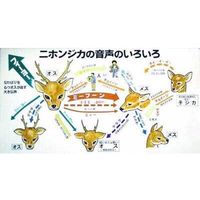 フィーヨー