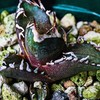 沖縄　塊根・アガベ倶楽部