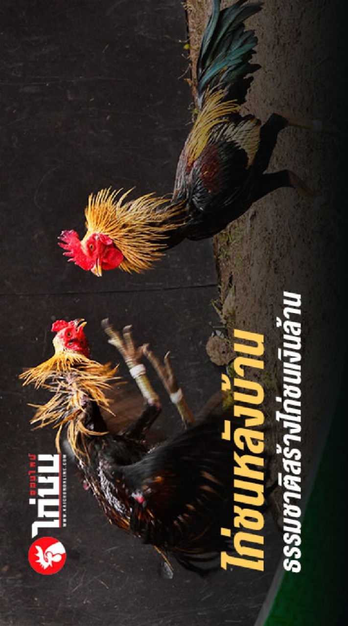 ซื้อขาย -ไก่ชน สุพรรณบุรีใน