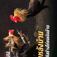 ซื้อขาย -ไก่ชน สุพรรณบุรีใน