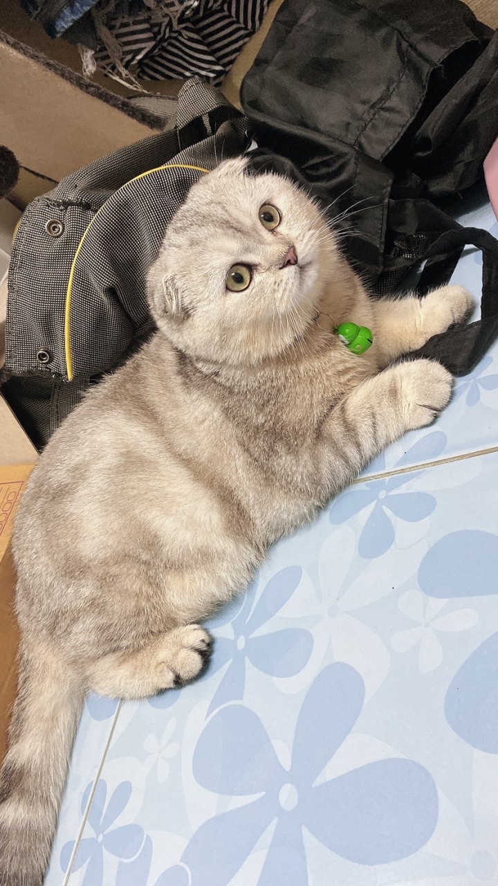 Lovely Pet