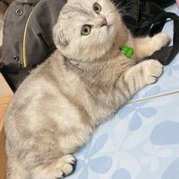 Lovely Pet