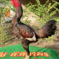ซุ้มป.ปรีชาฟาร์ม บุรีรัมย์