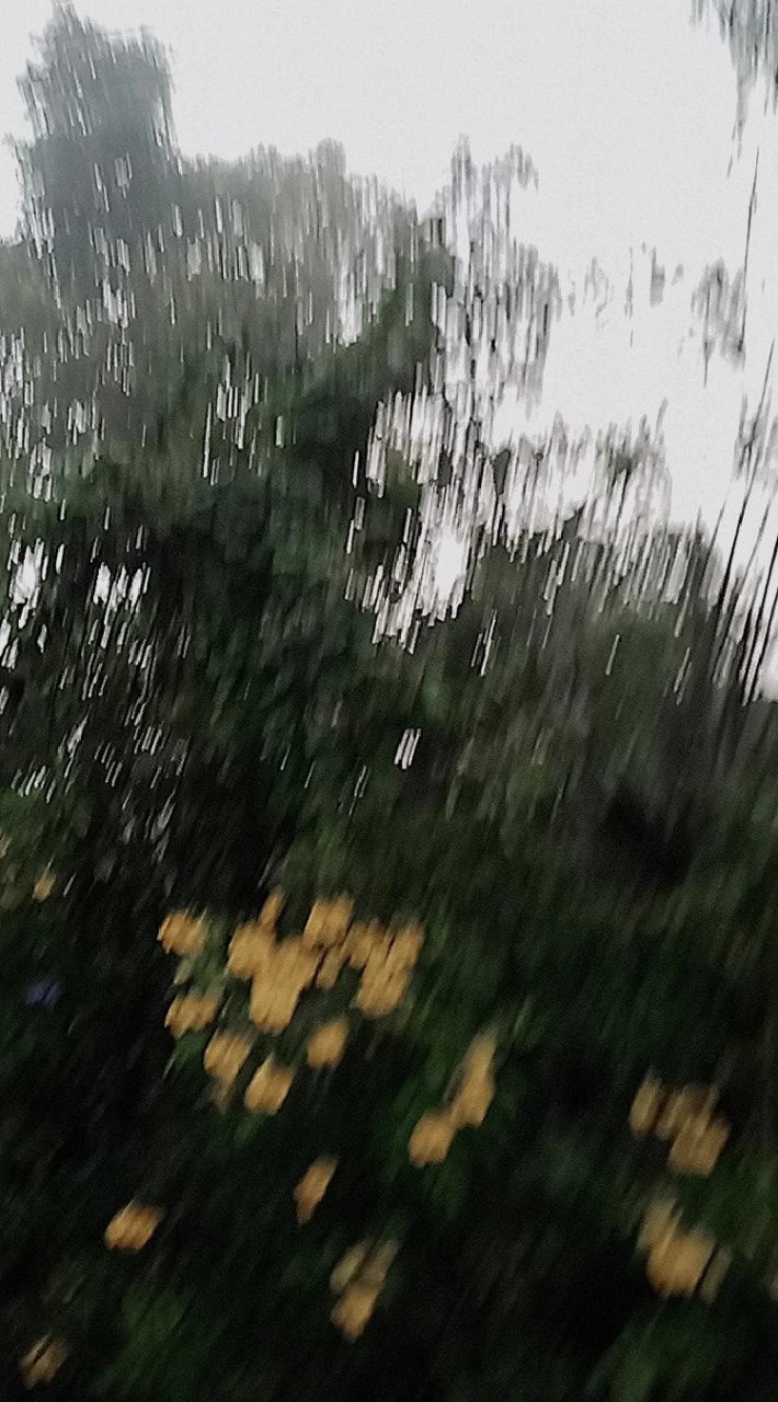 ลูกหมี