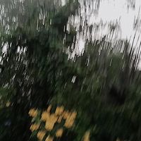ลูกหมี
