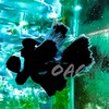海藝小丑魚OAC