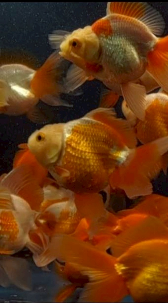 蓁藝觀賞魚批發