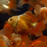 蓁藝觀賞魚批發