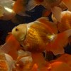 蓁藝觀賞魚批發
