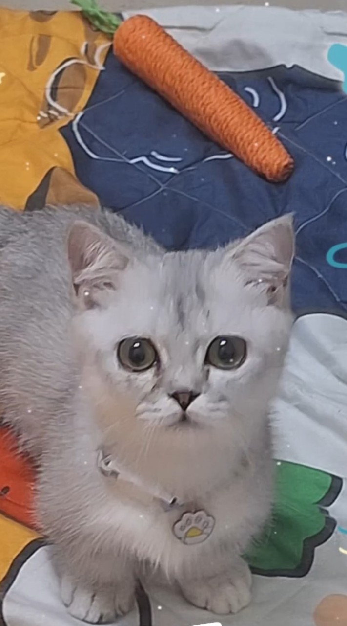 🌱凌喵粉絲嗨爆群🐱