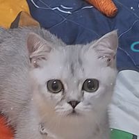 🌱凌喵粉絲嗨爆群🐱