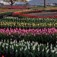 🌷50歳以上の人だけで新しく仲間作りしませんか🙆🙆　少人数でノンビリ😄😄　気軽に参加してみて😺😺