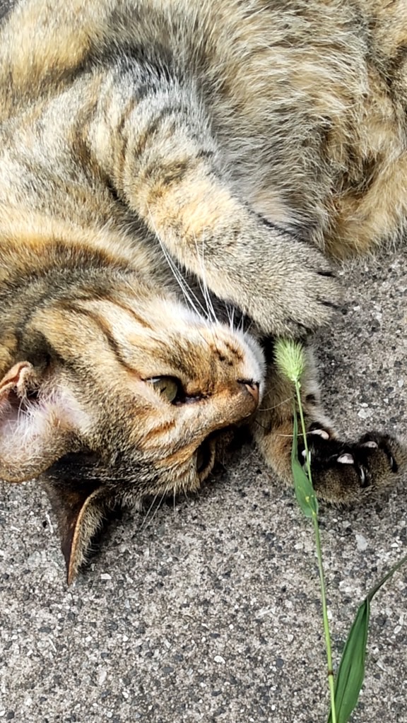 猫好き🐾飼っていない方も大歓迎🐾集まれ！