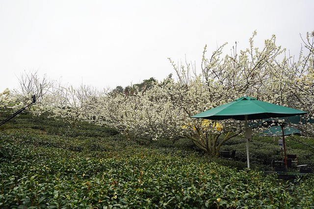 2022草坪頭櫻花季
