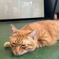 35歲台南吃吃人生
