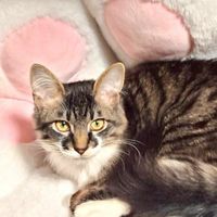 相双難病ネット〜難病でもふつうに生き隊〜