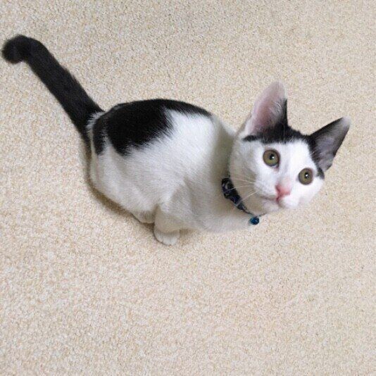 猫好きなら知っていて当たり前 約９割の猫好きが知っていると回答の かぎしっぽ