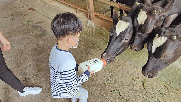 【彰化景點】大山休閒牧場-免門票費免停車費，還有餵牛喝奶、吃草等超多好玩的親子農場