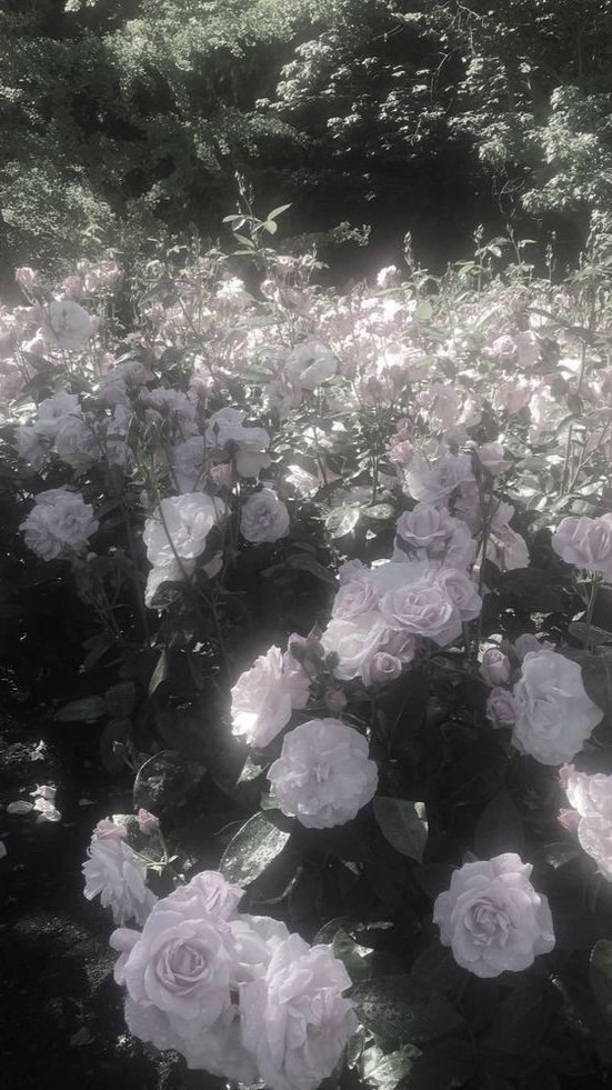 ＊この花は君に合うね：KMT激緩也花言葉ハント