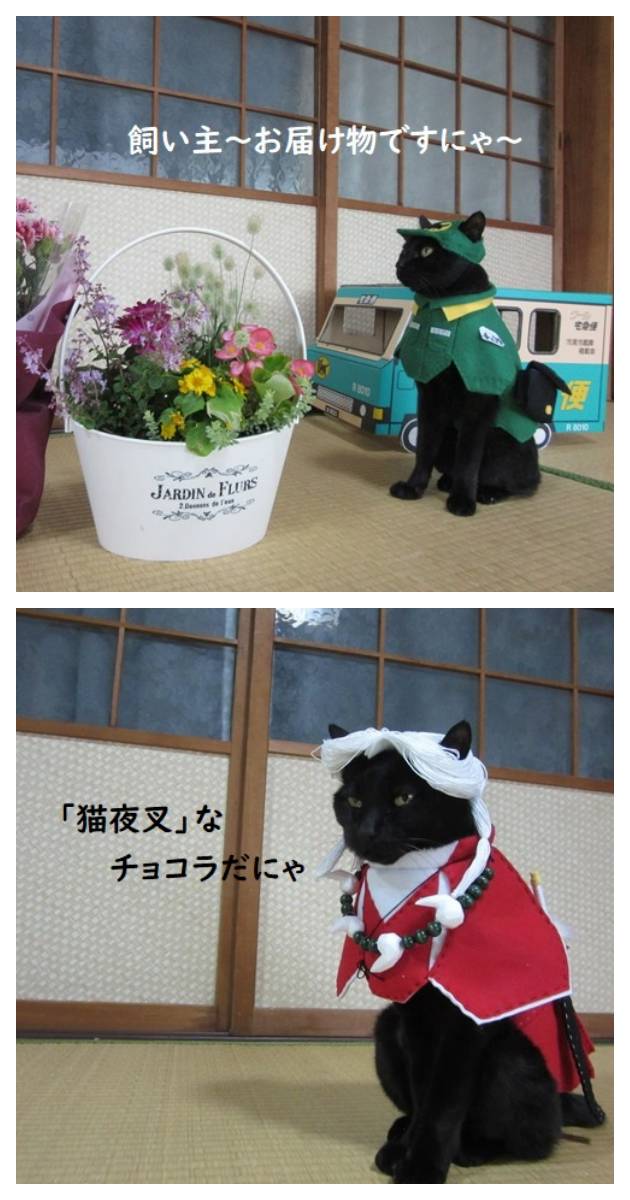 貓控注意 圖書館將貓咪打扮成書中主角 每週一天 喵之六 萌翻眾人 太報 Line Today