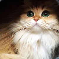 貓戰士🍀願族
