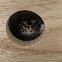 寵物討論