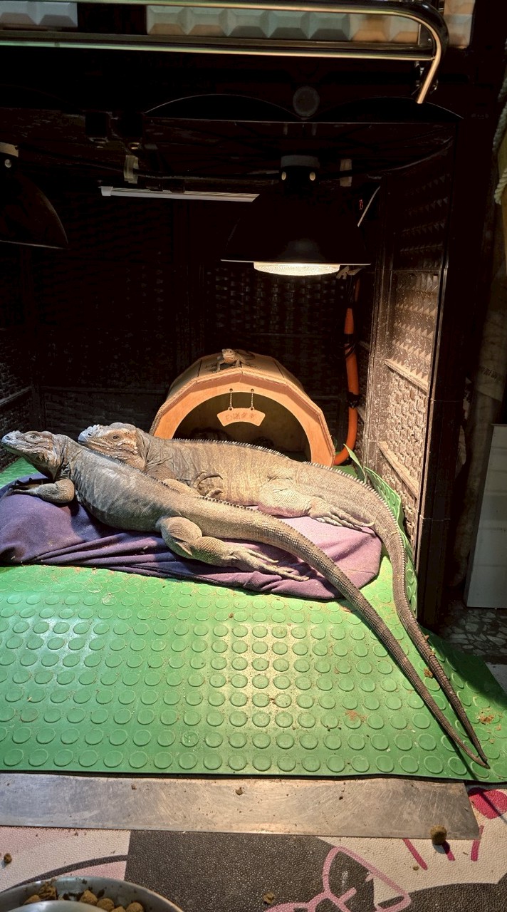 喜歡特寵，犀牛鬣蜥，南美蜥，王者蜥，鬆獅蜥，巨蜥都來🥰