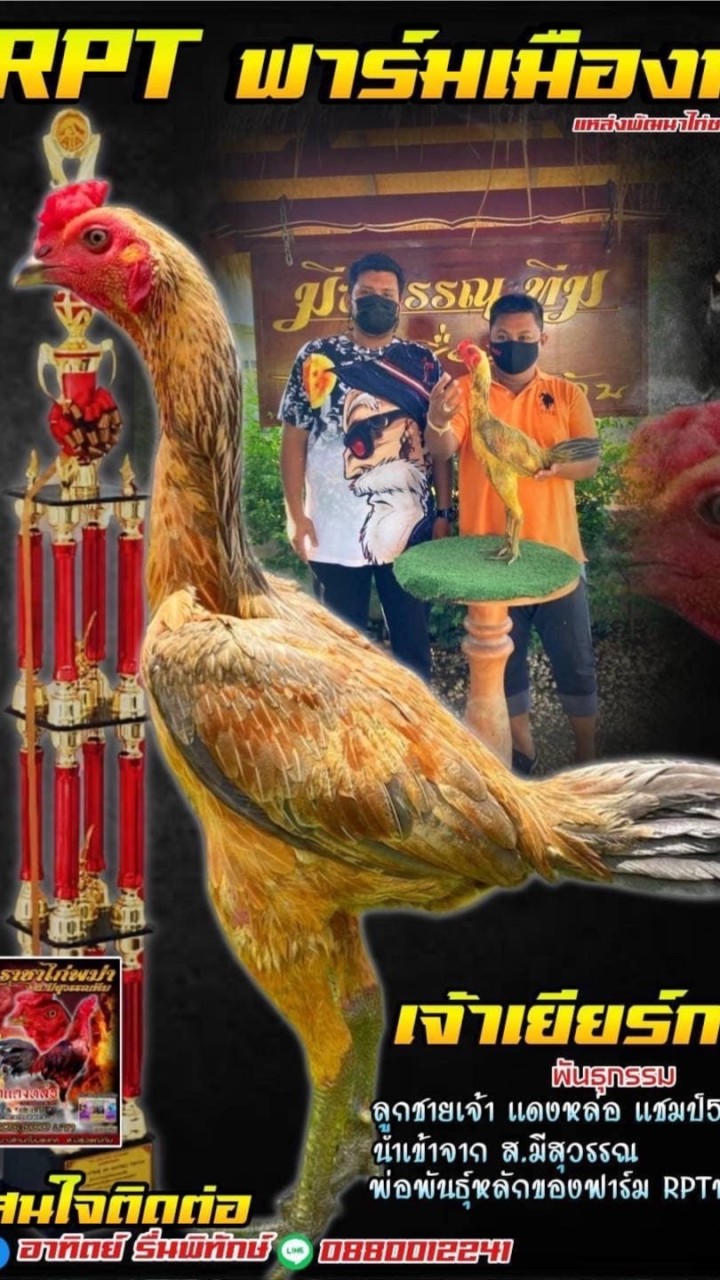 ซุ้มRPTฟาร์มกลุ่ม2แบ่งปันไก่ชนสายพัฒนาชนสนามได้จริง