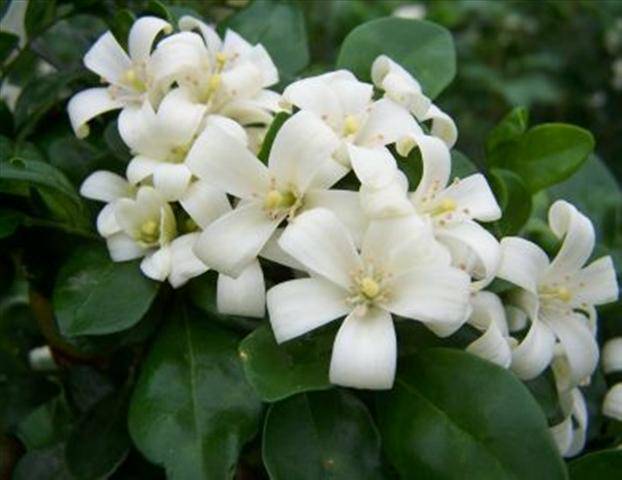 9月賞花好去處 香港動植物公園洛神花 九里香盛放 明報 Line Today