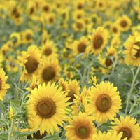 魔剣伝説  ひまわりの花の種