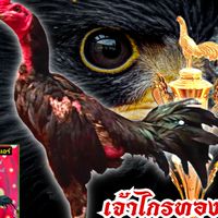 🙏📌สวัสดีครับขออนุญาติแอดมินครับ "ซุ้มไก่ชนหนุ่มช่างแอร์🏆🏆ฝากกลุ่ม