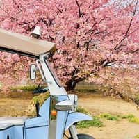 トゥクトゥク🛺💨で日本一周するってさ！