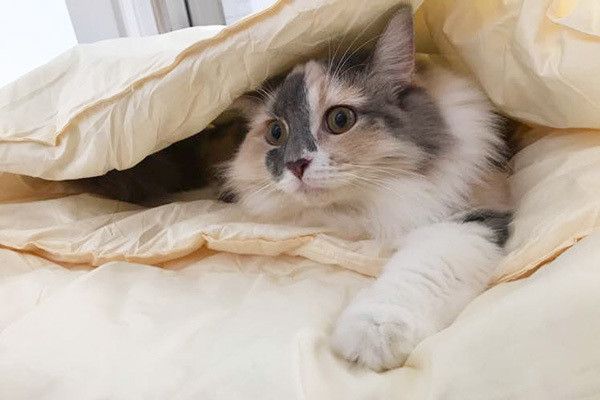 成猫の平熱って何度 高くても低くても 体調不良のサイン