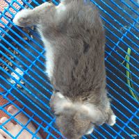 กระต่ายเจ้าอ้วน