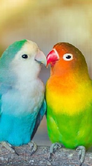 Lovebirds.Curtainly Q