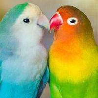 Lovebirds.Curtainly Q