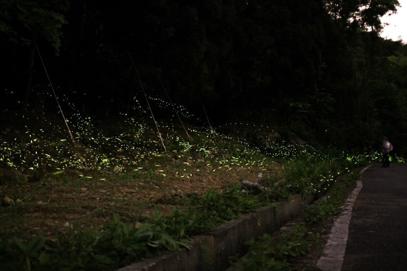 內灣東窩溪生態園區