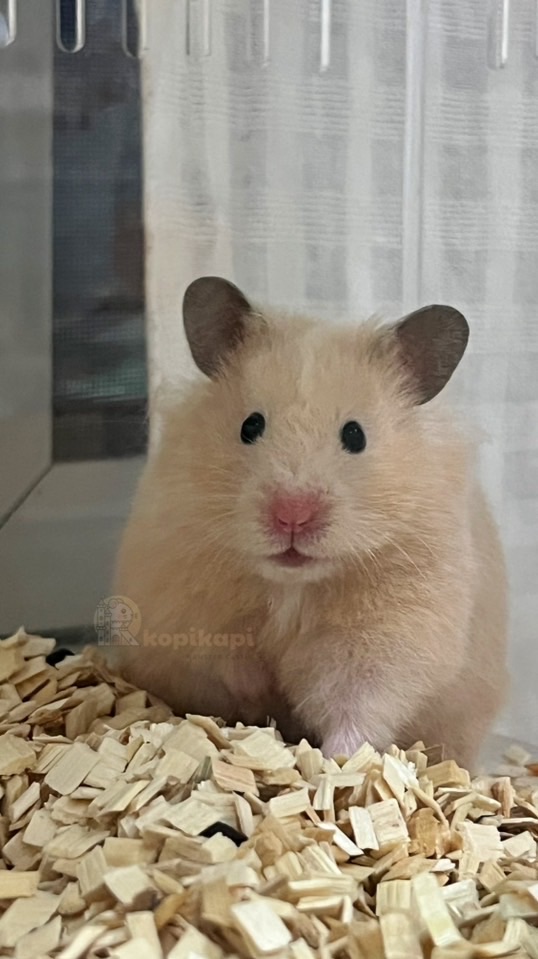 ผ่อนของ Hamster.Castle