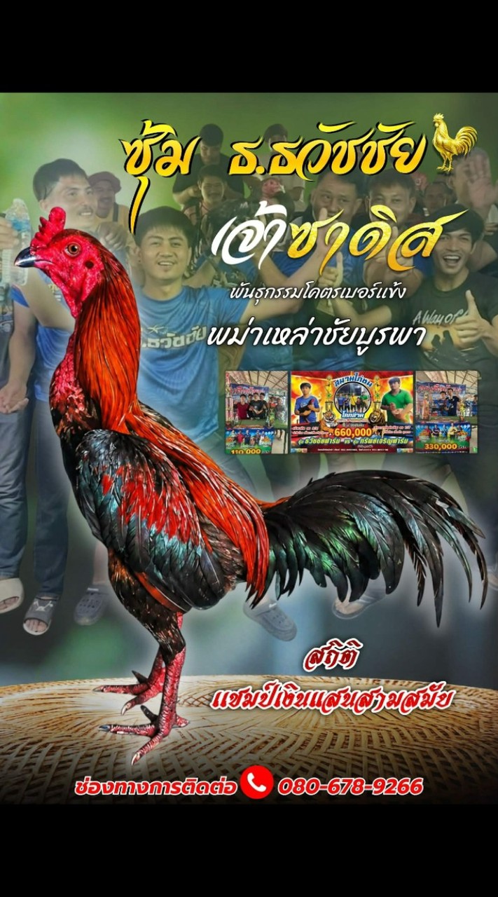 ซื้อขายไก่ชนเกรดชนเเพง