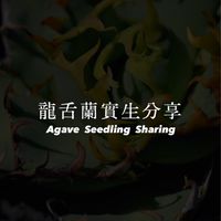 【龍舌蘭實生分享交流區】Agave Seedling Sharing and Exchange Ar