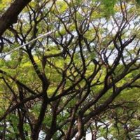 2/1富源森林公園.吉利潭，光復糖廠.瑞穗牧場.買農產吃當地美食