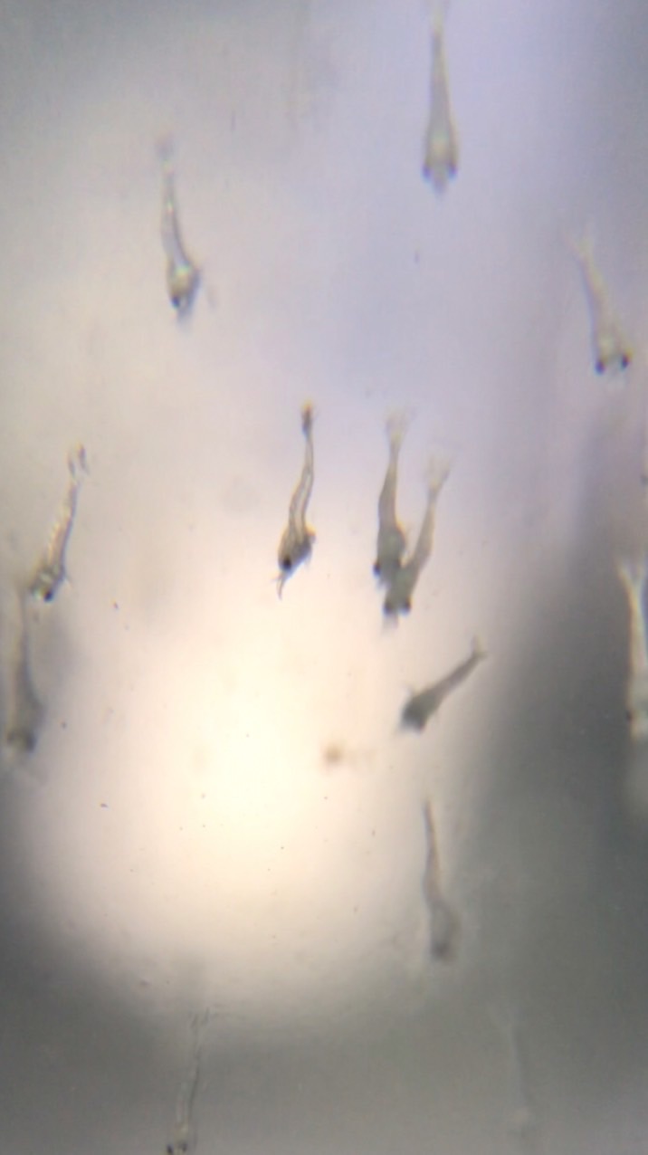 ヤマトヌマエビスノーホワイト繁殖情報交換したい人集まれ