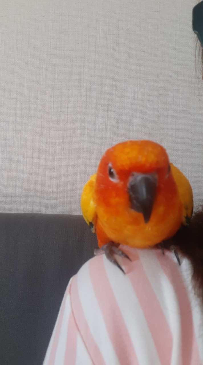 Birds association