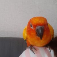 Birds association