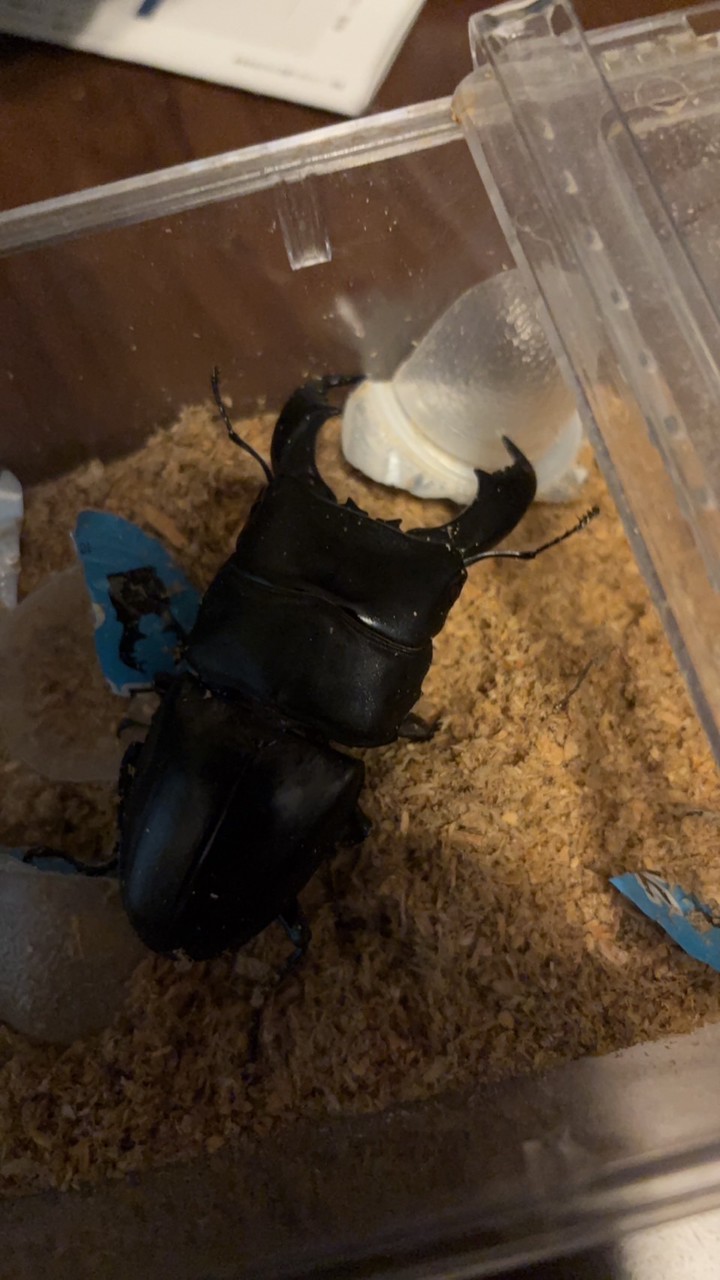 動物好き集まれ！、みんなで楽しもう！