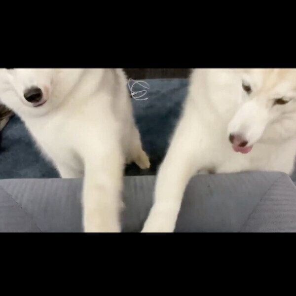 ハスキー兄妹 息ピッタリの ノールックお手 が最高すぎ