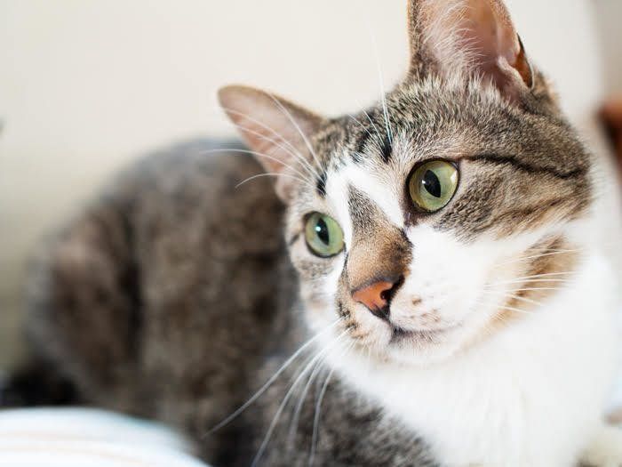 目から発するサインに気づいて 多く見られる目の病気